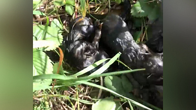 Челябинцы нашли полумёртвых котят на обочине дороги. ВИДЕО