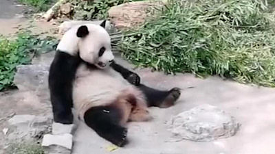 В Пекине посетители зоопарка закидали панду камнями