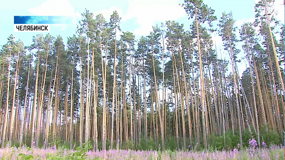 В городском бору проводят санитарную вырубку
