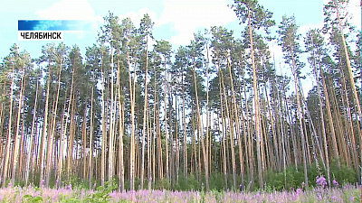 В городском бору проводят санитарную вырубку