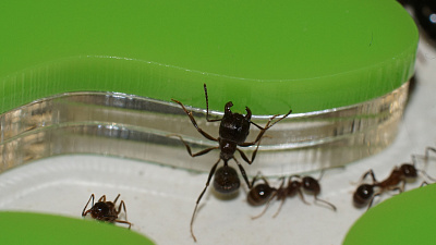 Муравьиные фермы стали новым увлечением школьников