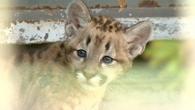 В Челябинском зоопарке котенок пумы официально «вышел в свет» 