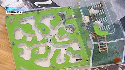 Челябинцы разводят домашних муравьев