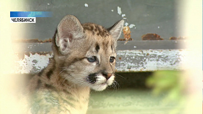 Детеныш пумы в челябинском зоопарке вышел к людям