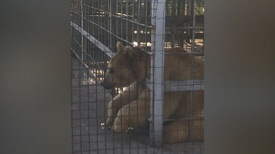 Один из пляжей Челябинска завёл себе бурого медведя