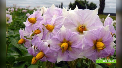 Зеленая передача 25.07.2019