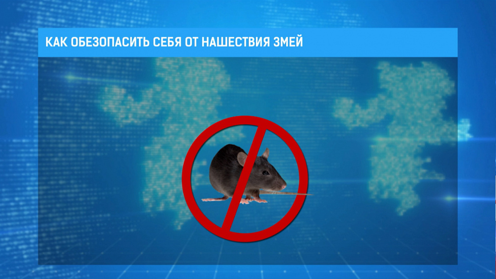 Как обезопасить себя от нашествия змей