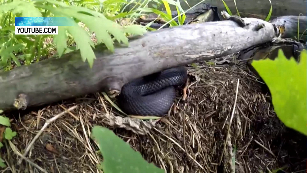 Златоуст атакуют ядовитые змеи