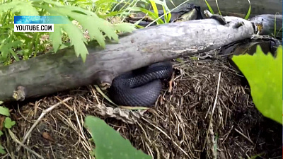 Златоуст атакуют ядовитые змеи