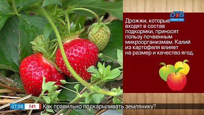 Садовые истории — Подкормка земляники