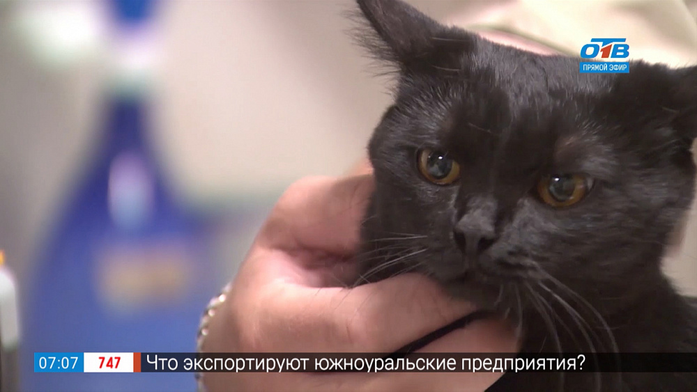 Пушистое утро – нарушение слуха