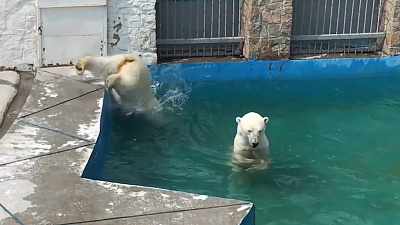 Белые медведи VS форель