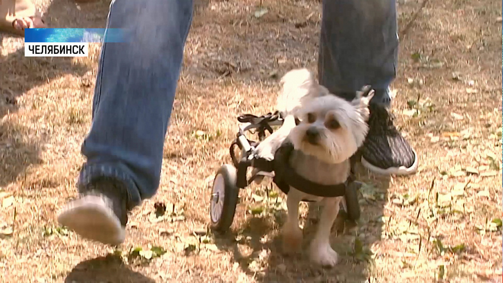 Прошёл фестиваль гуманного отношения к животным