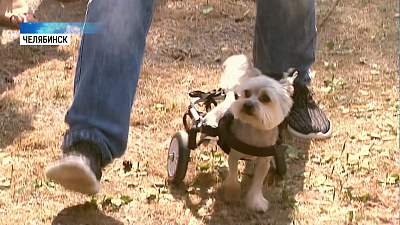 Прошёл фестиваль гуманного отношения к животным