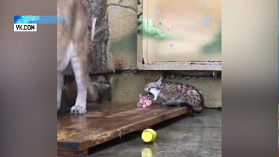 В зоопарке сняли на видео двухмесячного котенка пумы