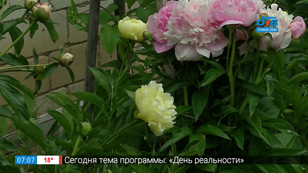 Садовые истории — пионы