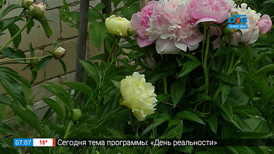 Садовые истории — пионы