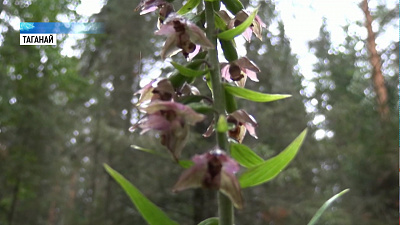 На «Таганае» проводят «перепись» орхидей