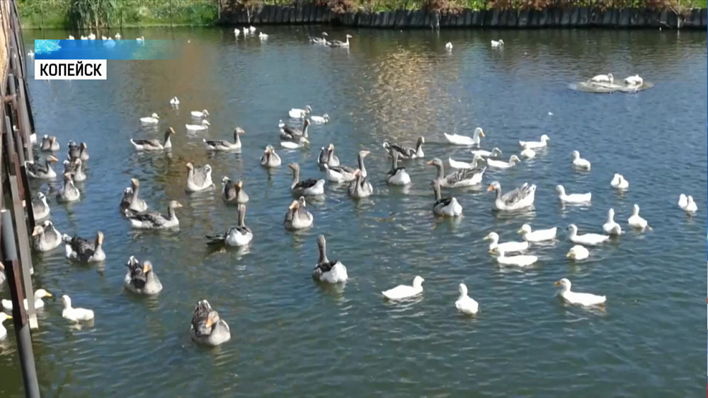 В «санатории» для птиц поселились утята