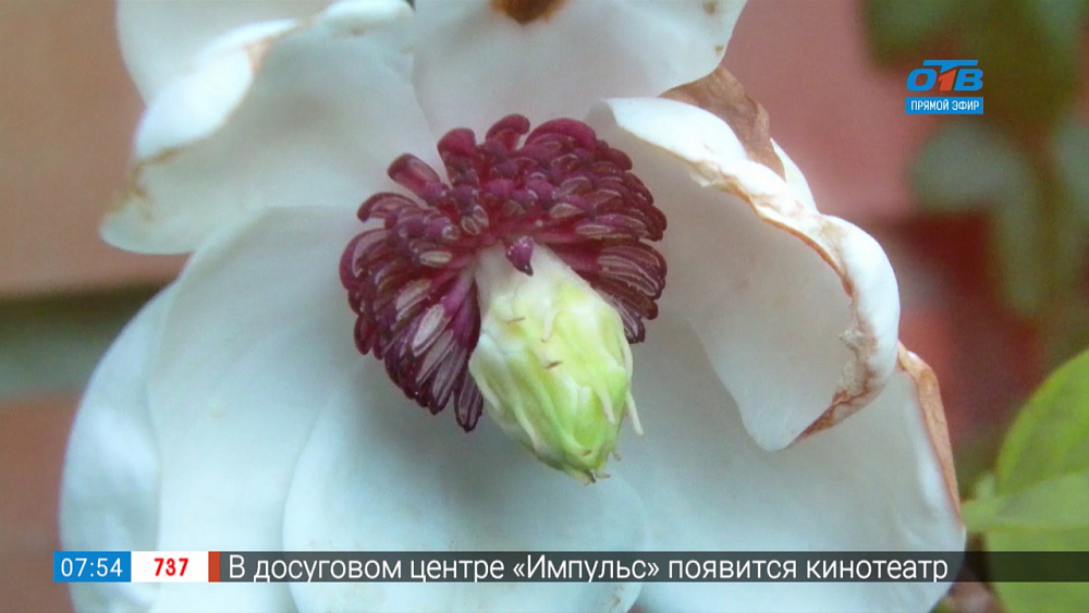 Садовые истории – магнолия