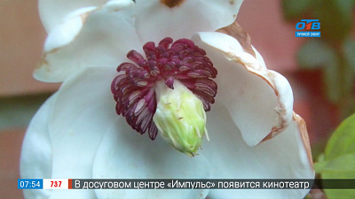 Садовые истории – магнолия