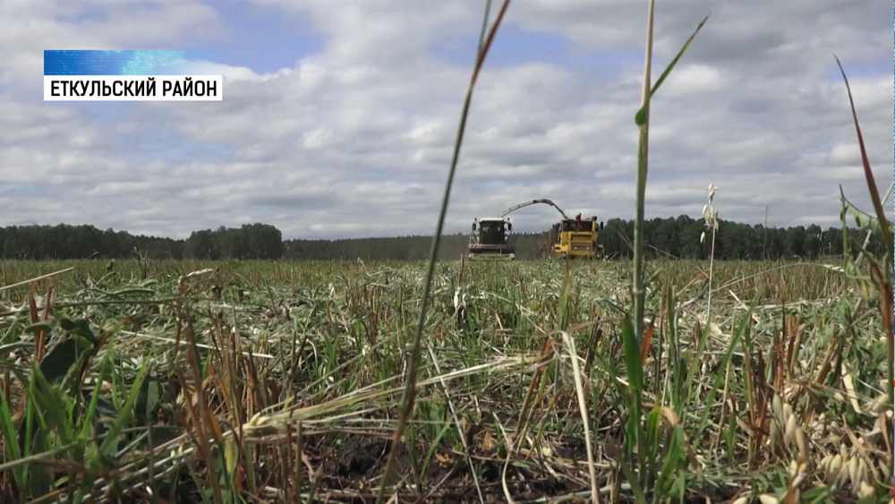 В Еткульском районе начали заготовку кормов