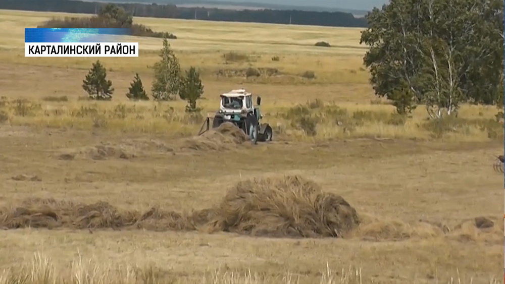 Посевы гибнут из-за засухи