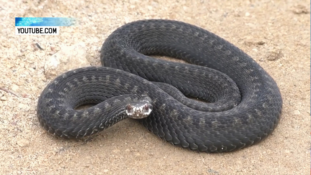 Змею заметили возле детского лагеря