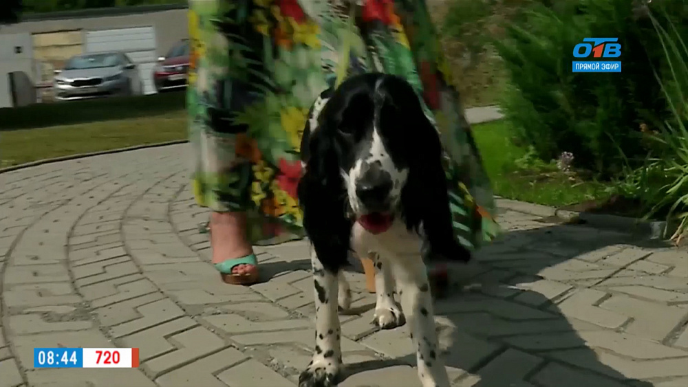 Пушистое утро  –  животное на даче Пушистое утро  –  животное на даче