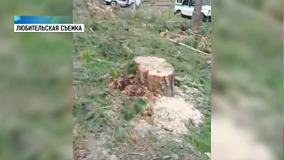 В Миассе незаконно вырубают лес