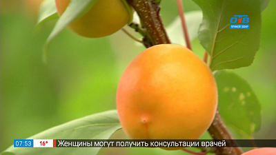 Садовые истории — абрикосы