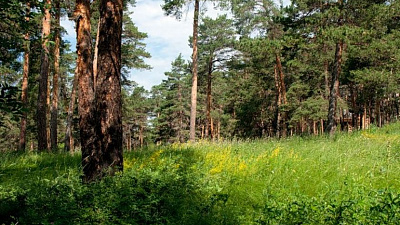 Челябинские экологи пытаются отменить аукцион по продаже трех участков в Каштакском бору