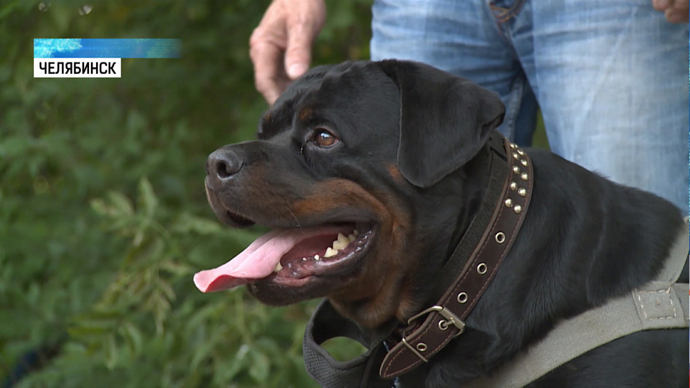 Правительство РФ утвердило перечень опасных собак