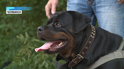 Правительство РФ утвердило перечень опасных собак