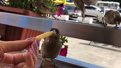 Как фастфуд влияет на здоровье птиц? 