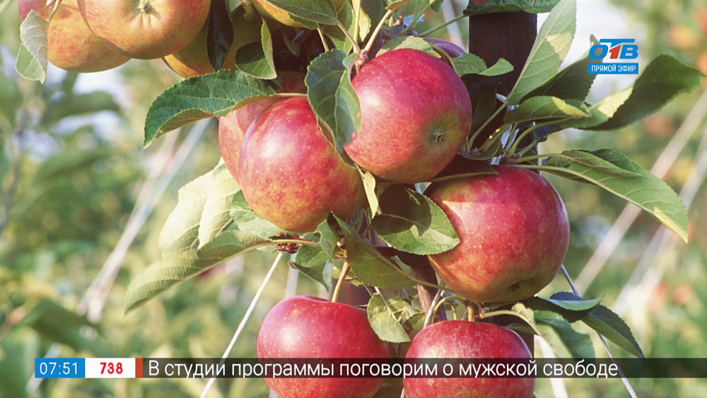 Садовые истории — работа над ошибками