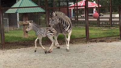 В челябинском зоопарке снова пополнение 