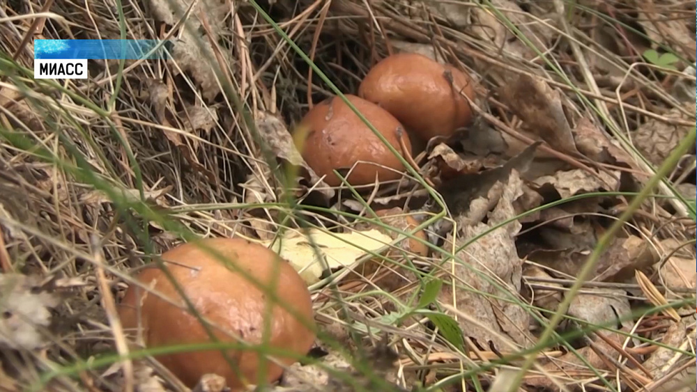 Грибы на Южном Урале появились с опозданием