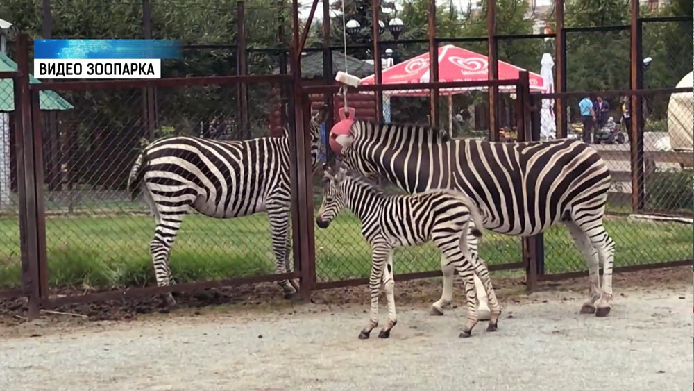 В зоопарке родился жеребёнок зебры