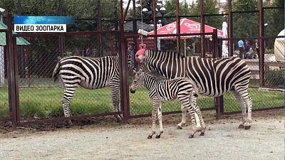 В зоопарке родился жеребёнок зебры