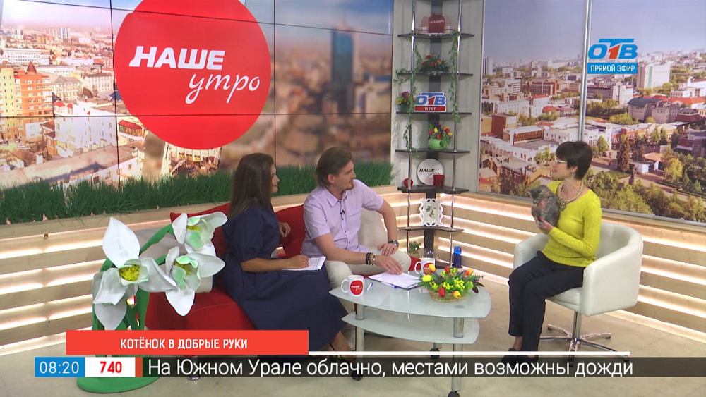 Котенок в добрые руки