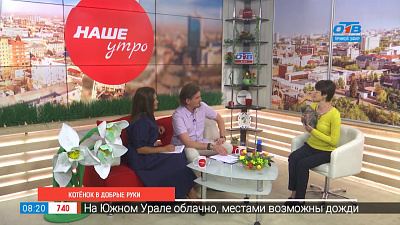 Котенок в добрые руки