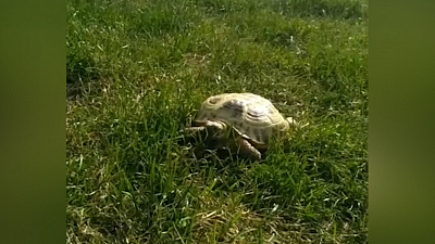 Уличная черепаха гуляет в Металлургическом районе Челябинска. ВИДЕО