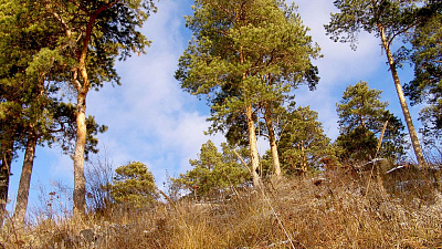 В горадминистрации нашли нарушения в отмененном аукционе по продаже земель в Каштакском бору