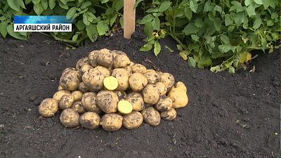 Южноуральские фермеры выбрали самый вкусный картофель