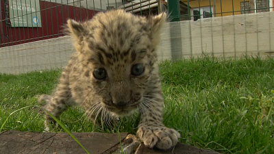 Фонд «Спаси меня» выкупил леопарда у передвижного зоопарка