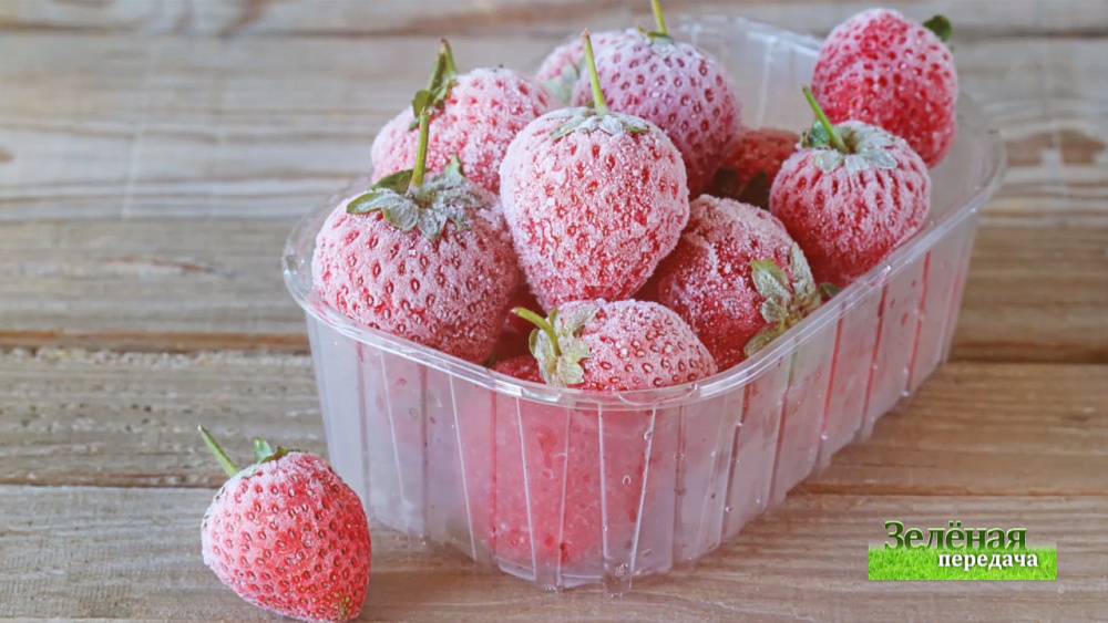 Зеленая передача 15.08.2019