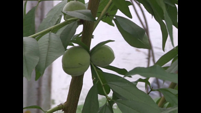 Время новостей. Миасс от 14.08.2019