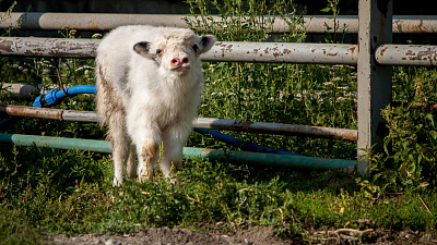 В Челябинском зоопарке вышел в свет телёнок яка 