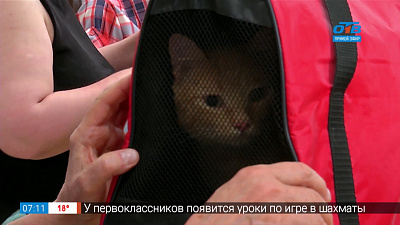 Пушистое утро — путешествие за рубеж